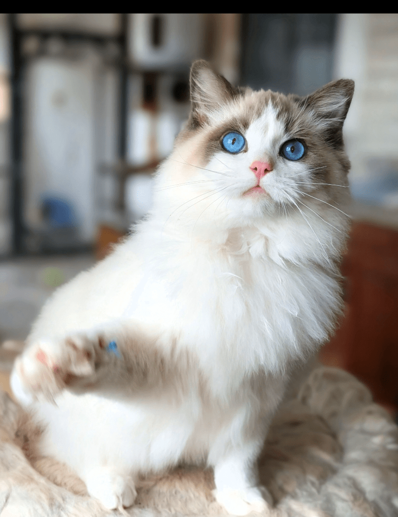 Roman Ragdolls Kings - Roman Ragdolls
